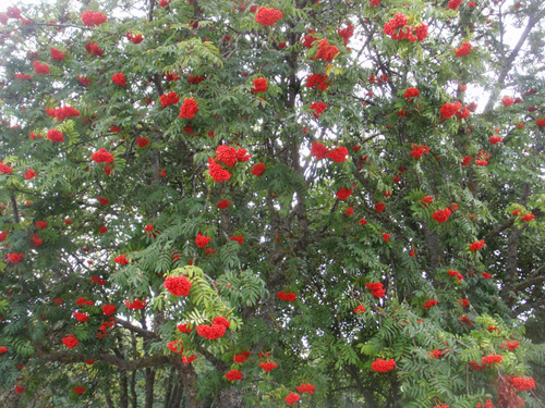 Beautiful Sumac Tree.